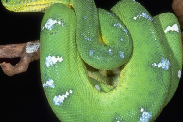 4_amazon_tree_boa