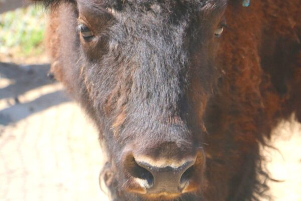 Bison