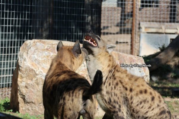 Hyenas+Irene
