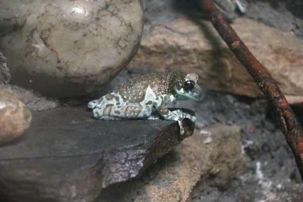 Milk+Frog