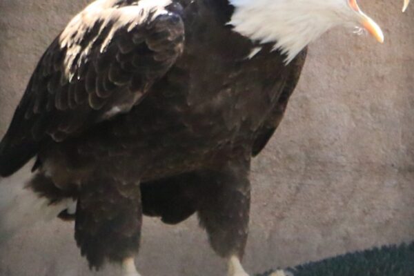 Murica+Bird