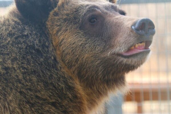 bear+face