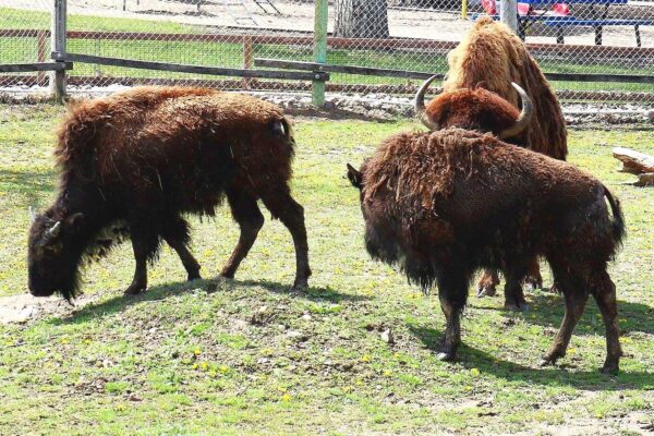 bison (1)
